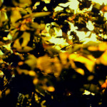 Test Caption for Image One